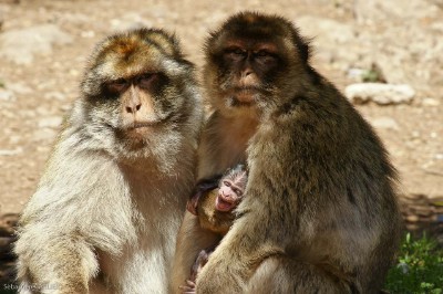 le parc national d'Ifrane